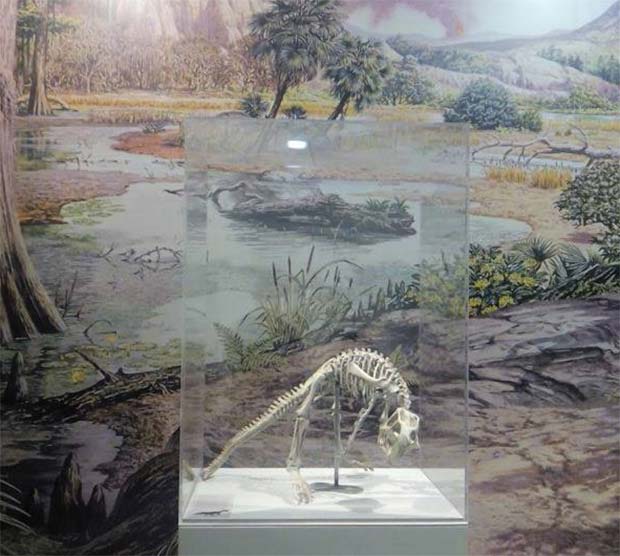 Restos de un dinosaurio en el Museo de Ciencias Naturales, en el Paraninfo