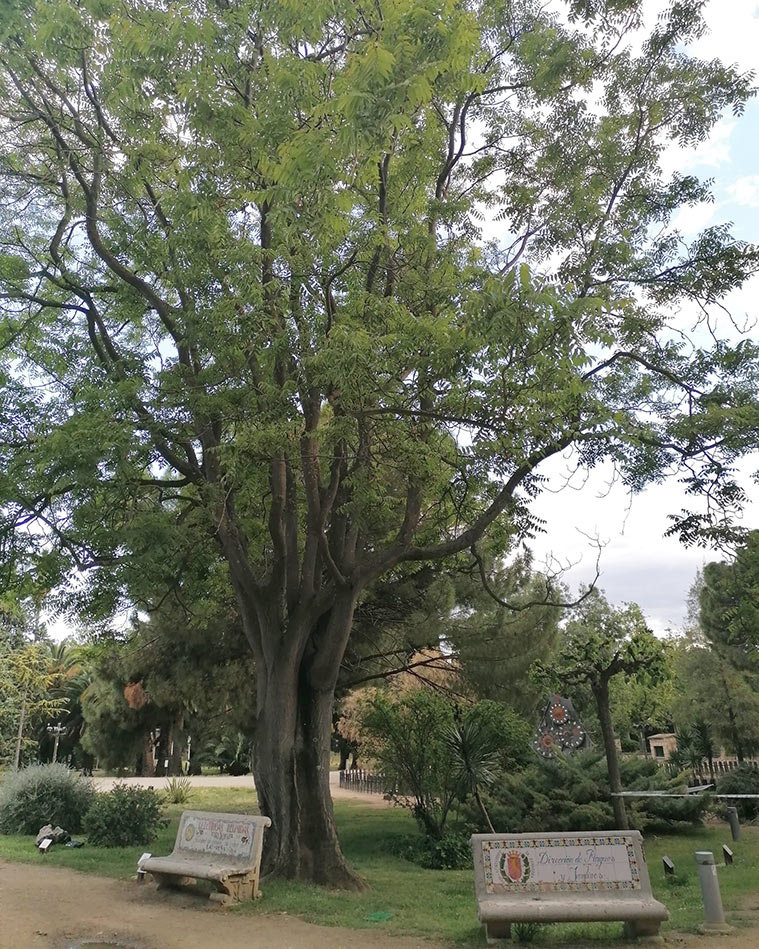 Un Ailanto o árbol del cielo en el Jardín Botánico.