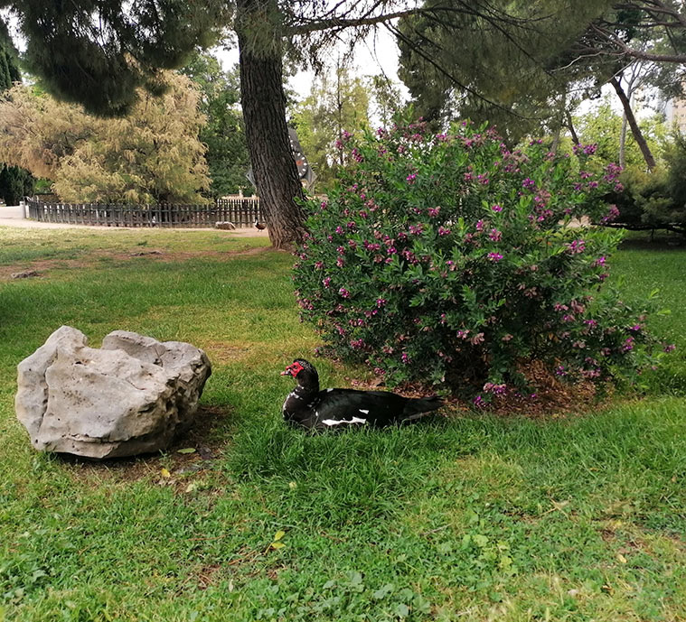 pato en el jardin botanico del parque grande de zaragoza