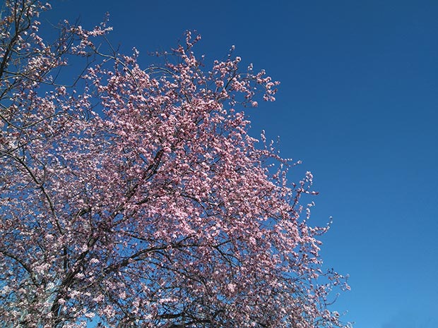 La floración de los almendros en el Parque de la Aljafería 