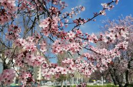 La floración de los almendros en los parques de Zaragoza en primavera