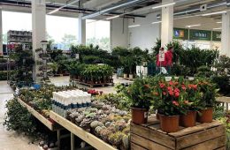 Los mejores lugares para comprar plantas en Zaragoza