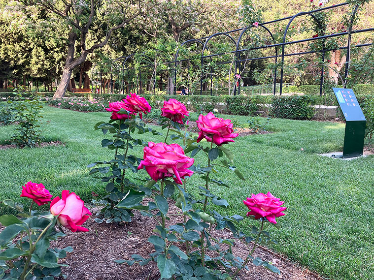 Rosas en la Rosaleda del Parque Grande