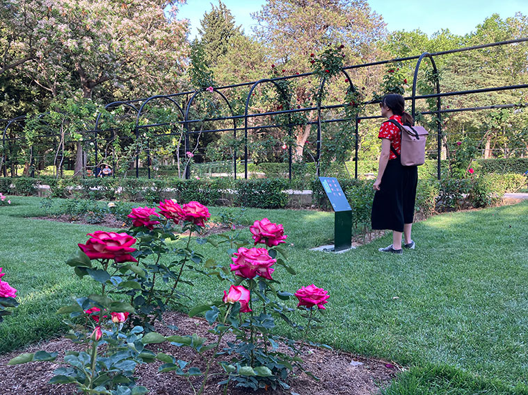 Una persona observando las rosas de La Rosaleda del Parque Grande