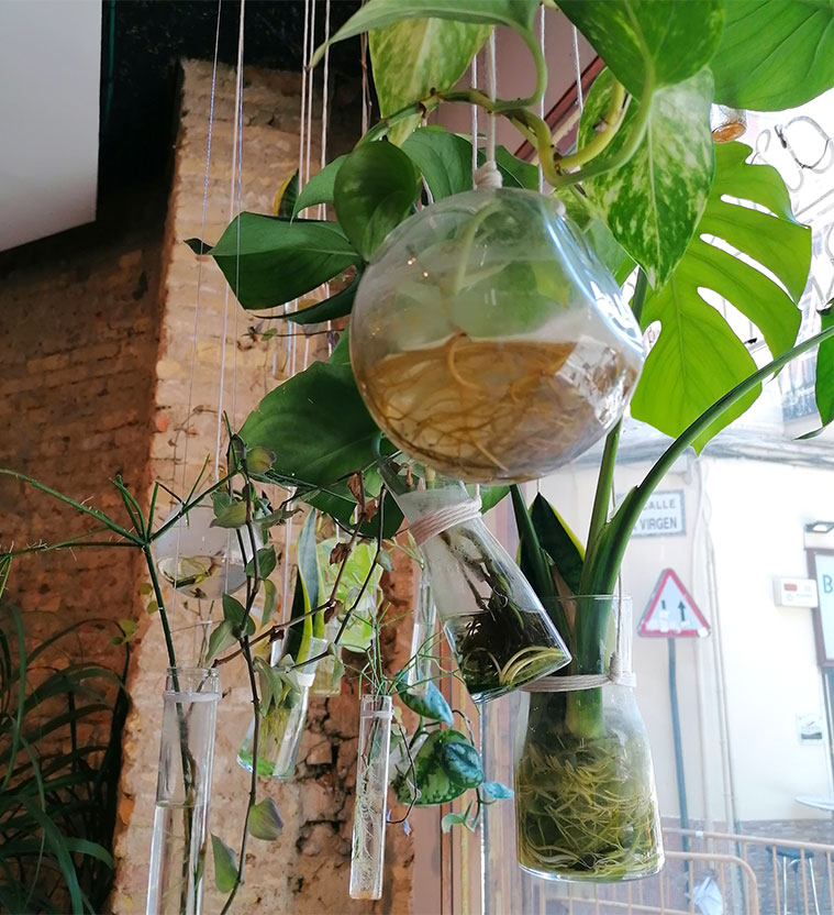 plantas colgantes en la decoracion del Justicia Specialty Coffee