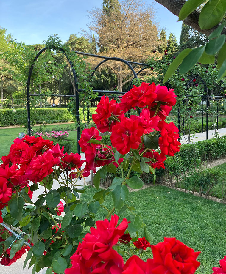 rosas rojas en la Rosaleda del Parque Grande