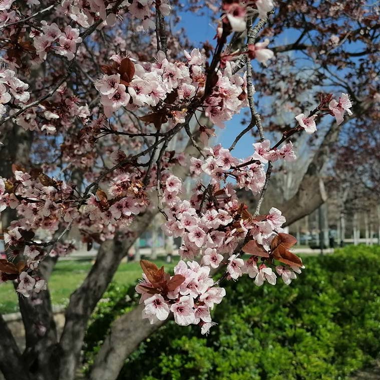 Los almendros comienzan a florecer entre febrero y marzo, dependiendo del clima