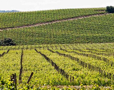 Las mejores visitas a bodegas cerca de Zaragoza para descubrir los vinos aragoneses