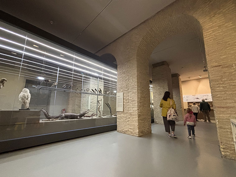 Galerías del Museo de Ciencias Naturales de Zaragoza