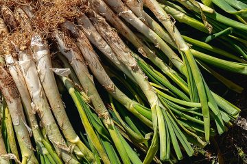 Mesón Montañana Zaragoza