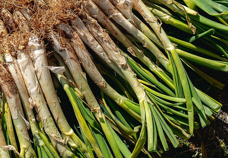 Mesón Montañana Zaragoza