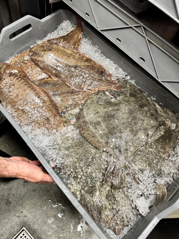 Pescados en La Uve