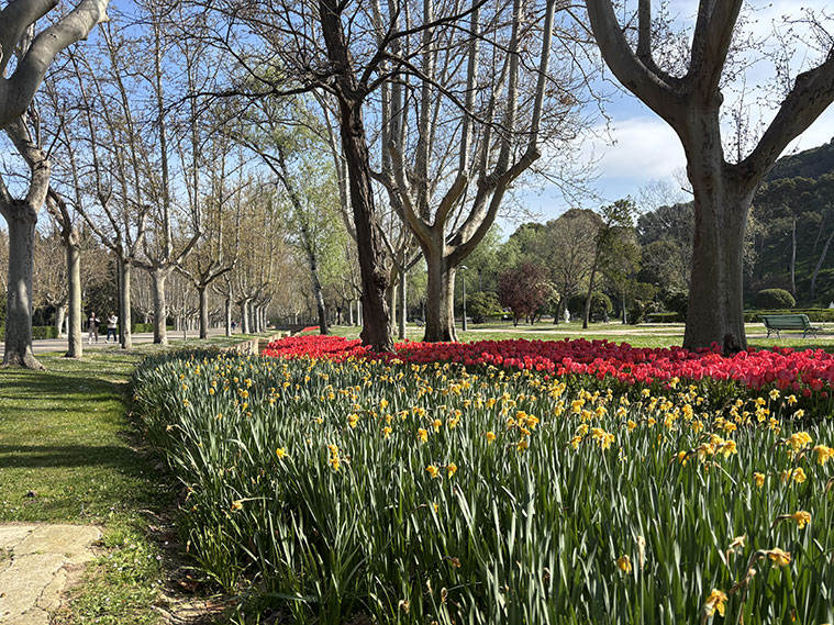 Tulipanes en el Parque Grande