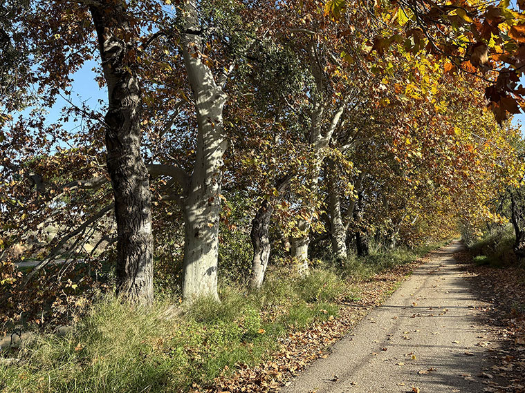 Paseo desde la Estación Goya hasta la Fuente de la Junquera
