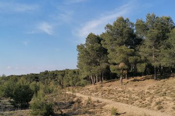 Un Paseo por los Pinares de Valdegurriana