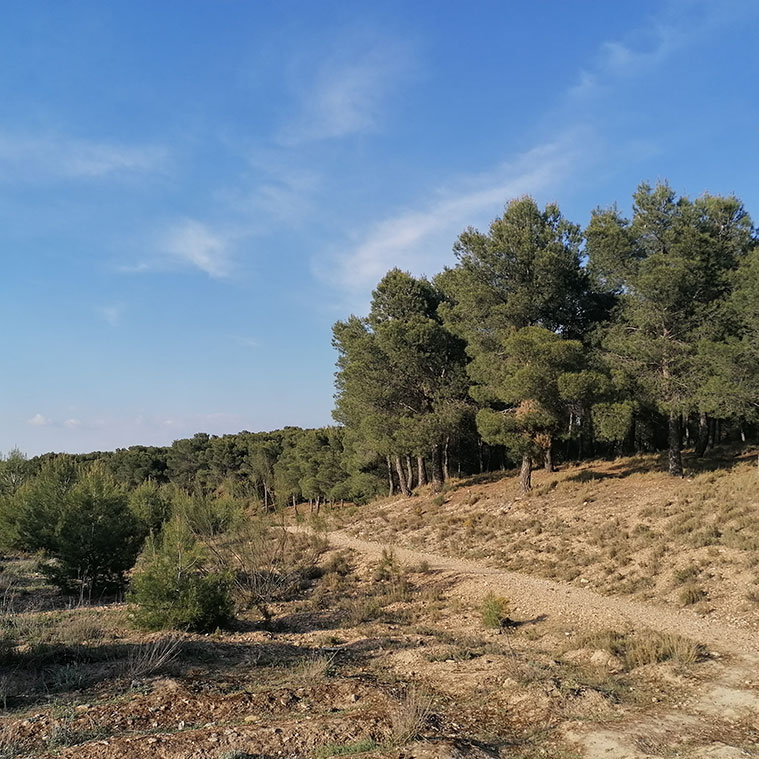 Un Paseo por los Pinares de Valdegurriana