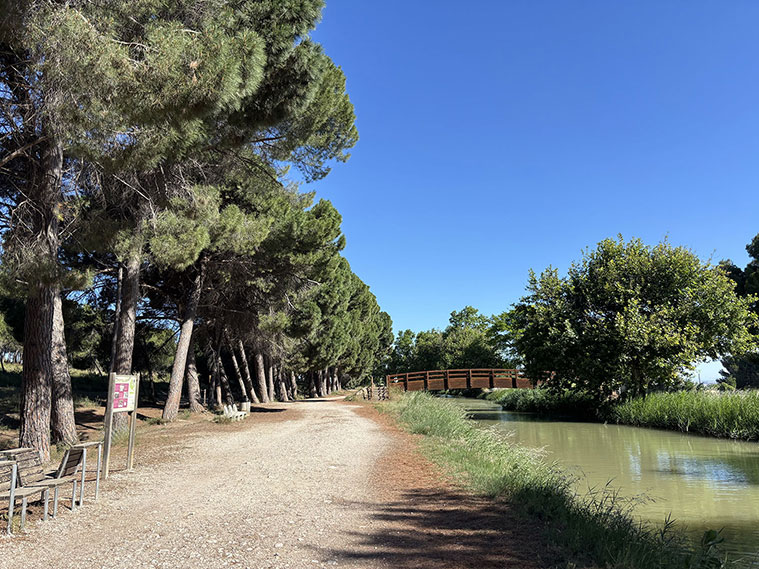 Un Paseo por los Pinares de Valdegurriana